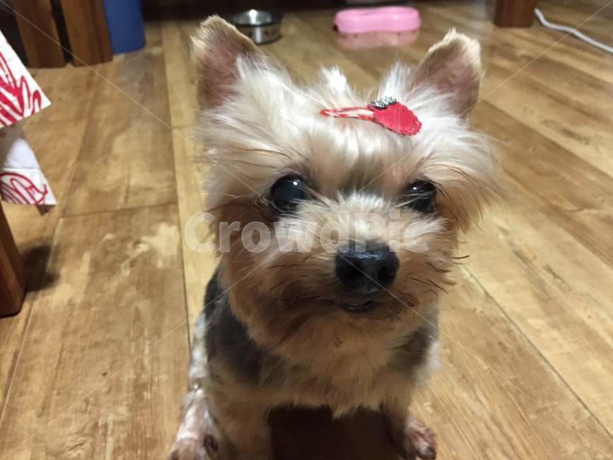 요크셔테리어,요키,강아지,애완견,반려견,이쁜강아지,귀요미