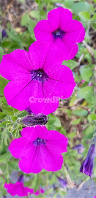 꽃,도로화분,덩쿨식물,공중화분,여름,식물,자연,plants,nature,꽃,flower