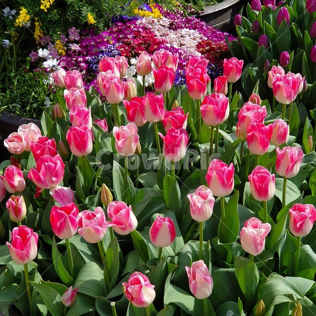 튤립,꽃밭,분홍색꽃,튤립축제,꽃축제,봄,윤중로,여의도