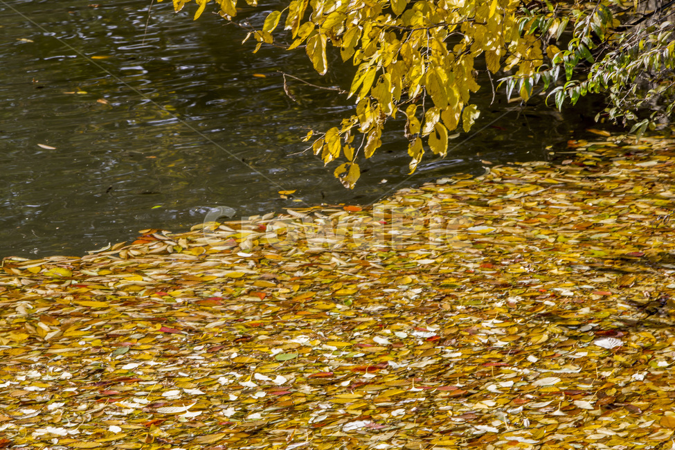 낙엽,가을,문양,무늬,채색,가을,계절,fall,autumn,season,휴식,힐링,rest,relaxation,healing