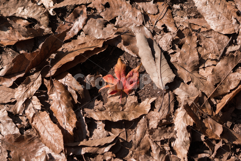 가을,단풍,낙엽,단풍잎,감성,풍경,자연,가을,계절,fall,autumn,season,plant,식물,leaf,잎,tree,나무