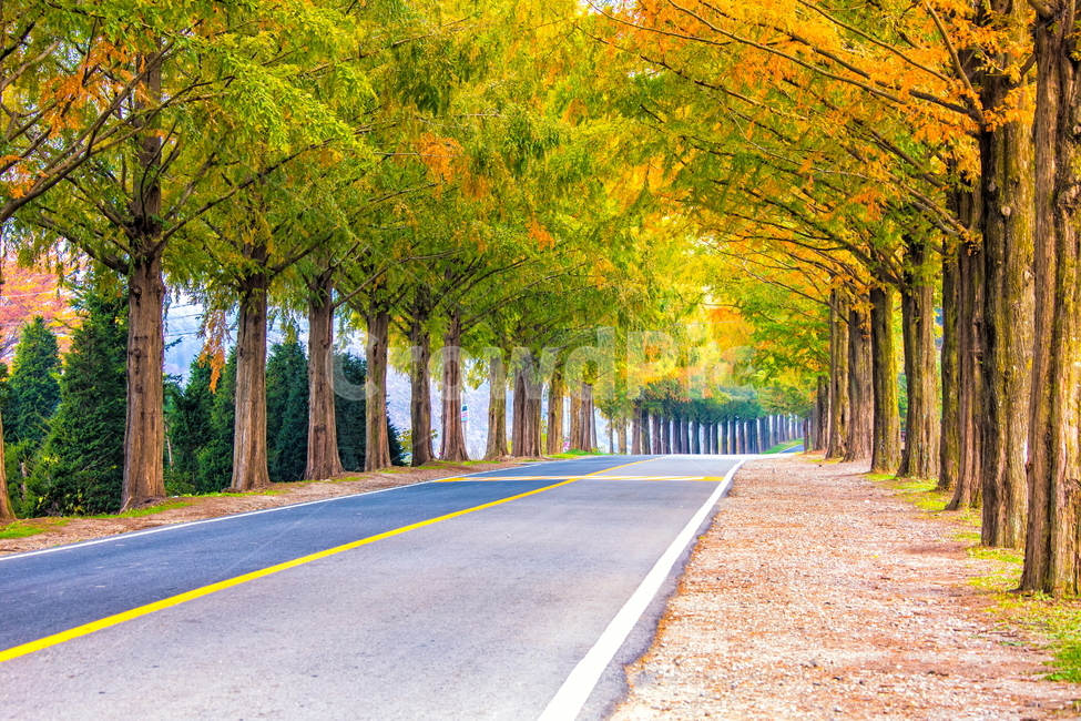 메타세콰이어길,단풍길,road,도로,나무,나무길,모래재길,모래재,가을,계절,fall,autumn,season,자연,풍경,nature,landscape,한국자연풍경,한국자연경관,korea nature landscape,tree,plant,식물,asphalt,아스팔트,tree trunk,나무 줄기