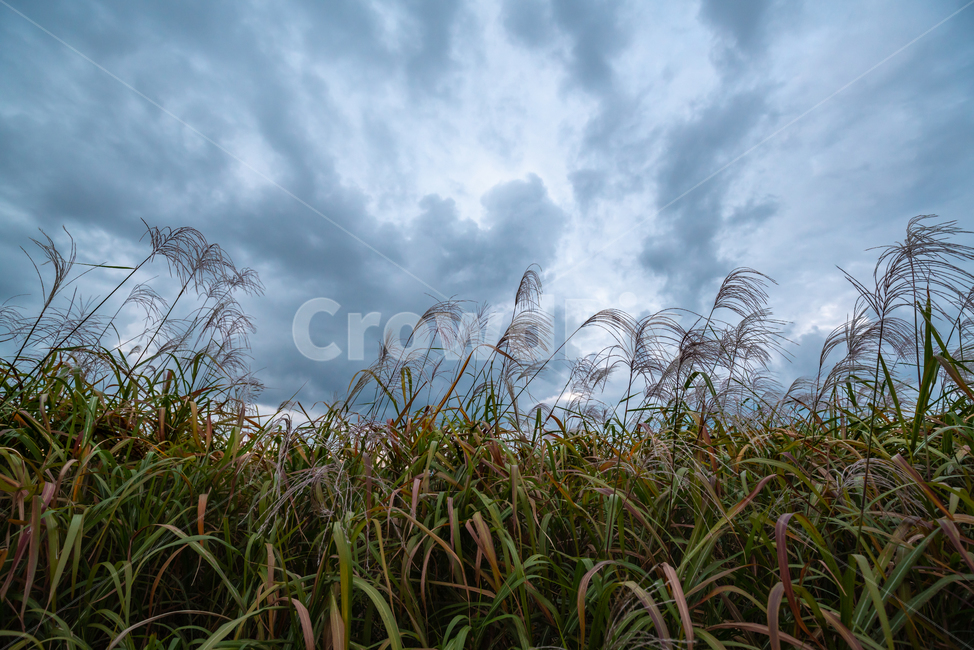 억새,하늘공원,자연,풍경,공원,하늘,sky,landscape,자연,풍경,nature,landscape,plant,식물,grass,잔디,lawn,reed,갈대
