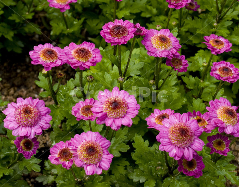 꽃,아웃포커싱,별꽃,flower,자연,식물,자연,plants,nature,꽃,flower