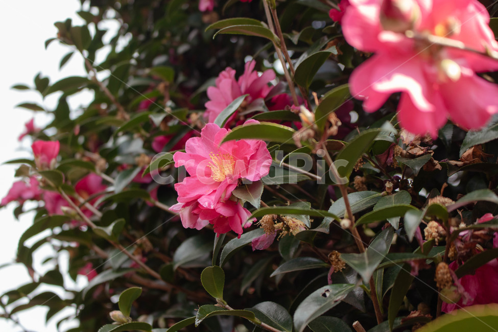 동백,동백나무,분홍색,꽃,식물,잎,식물,자연,plants,nature,꽃,flower