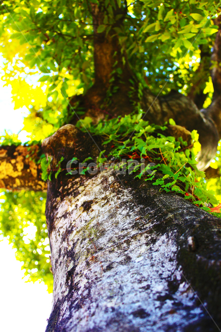 나무,이끼,덩쿨,언더앵글,고목,햇빛,식물,자연,plants,nature,나무,trees,wood