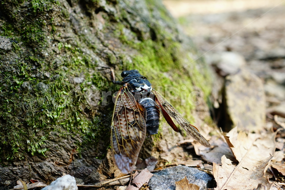 매미,곤충,벌레,자연,insect,cicada,nature,나무,tree,여름,8월,식물,숲,숲속,수목원,closeup,접사,summer,august,plants,동물,animal,곤충,벌레,insect,bug