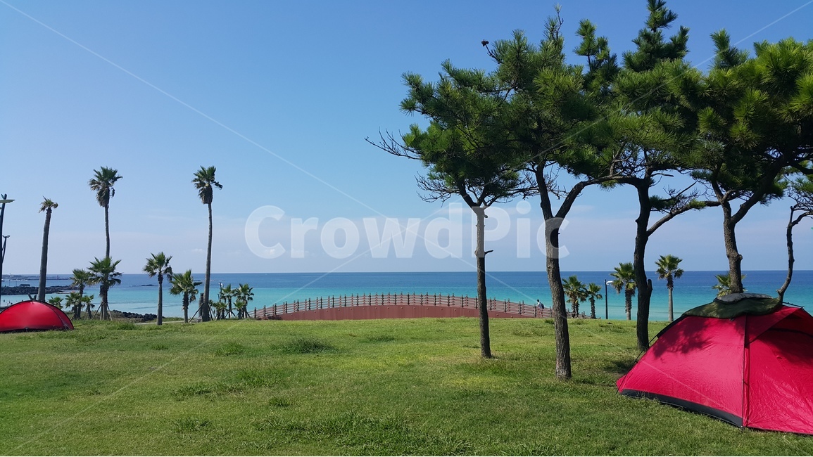 제주도,바다,나무,텐트,풍경,자연,풍경,nature,landscape,여행,휴가,traveling,vacation,trip,summer,여름,tree,plant,식물