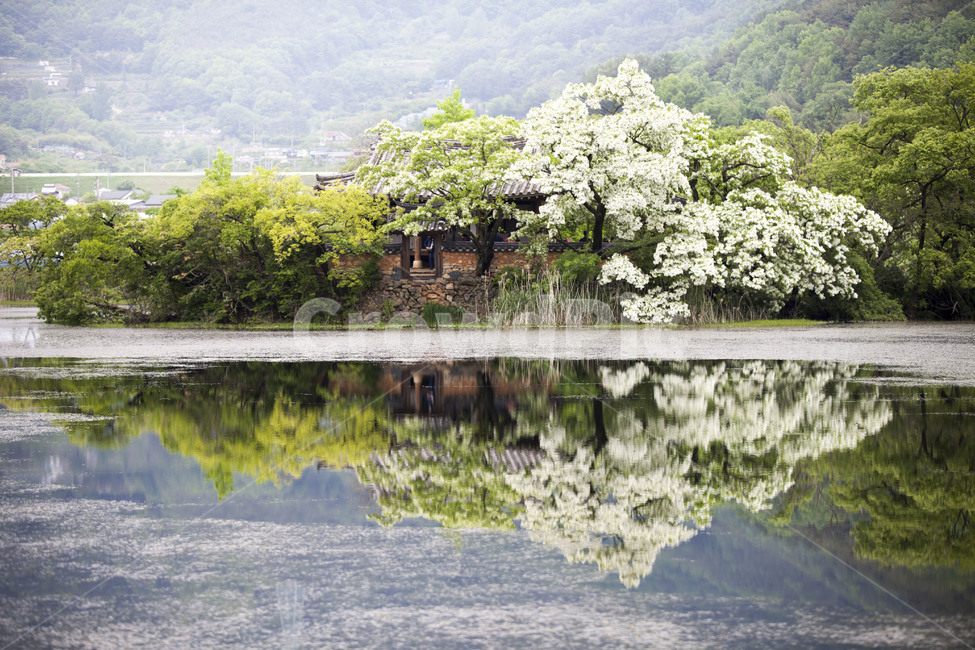 밀양,위양지,이팝나무,반영,봄,한국자연풍경,한국자연경관,korea nature landscape