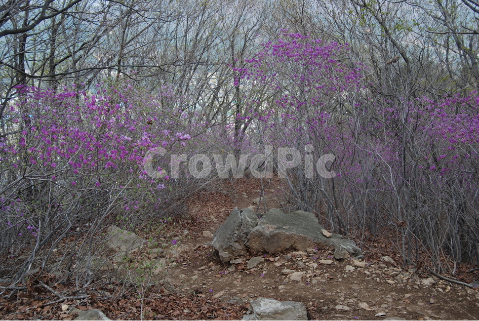 봄,spring,철쭉,돌,tree,탐방로,자연,풍경,nature,landscape,ground,바닥,plant,식물
