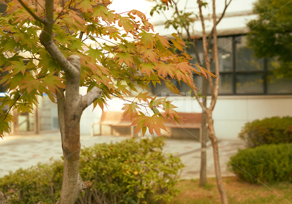 풍경,가을,단풍,캔디드,나무,leaf,tree,식물,plant,자연,nature,캔디드샷,candied,candiedshot,잎,가을,계절,fall,autumn,season,식물,자연,plants,nature
