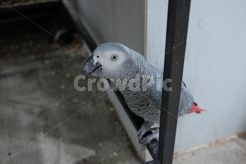 새,앵무새,bird,animal,동물