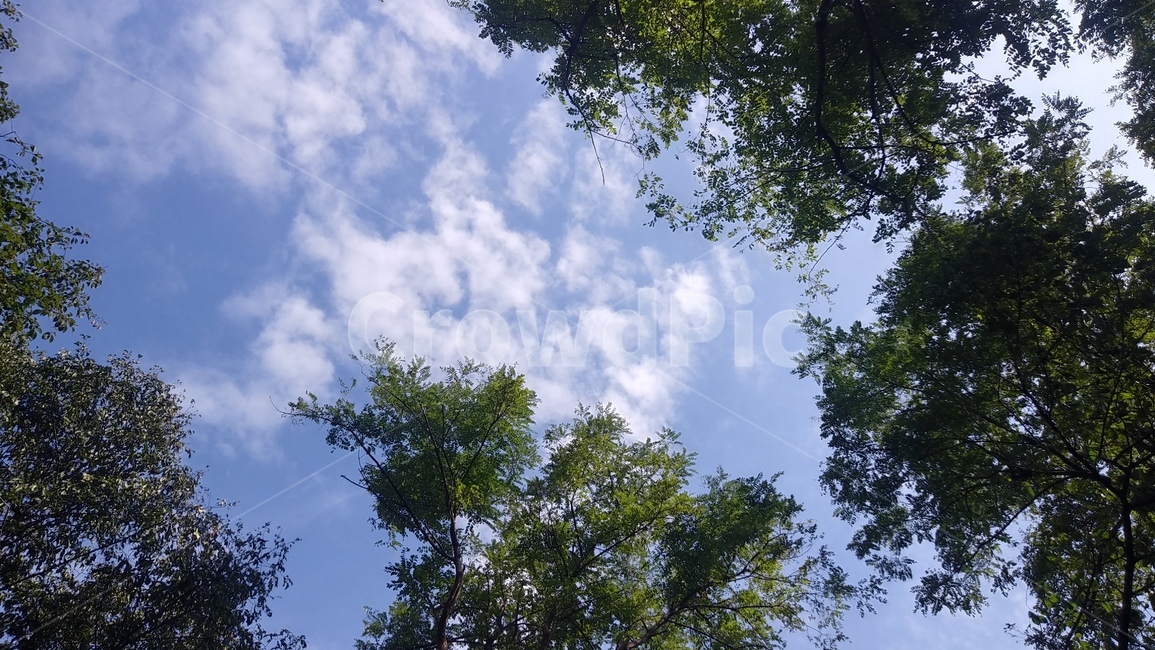 하늘,숲,숲속,나무,tree,구름,cloud