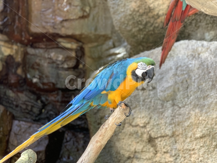앵무새,bird,새,macaw,parrot,animal,동물,animal,조류,새,birds