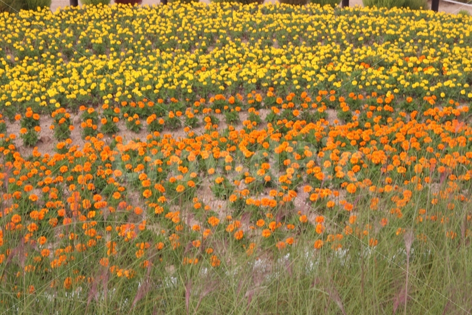 꽃,꽃밭,주황,노랑,가을,자연,풍경,nature,landscape,식물,plants,꽃,flower,field,들,grassland,목초지,outdoors,옥외,rural,농촌,farm,농장,meadow