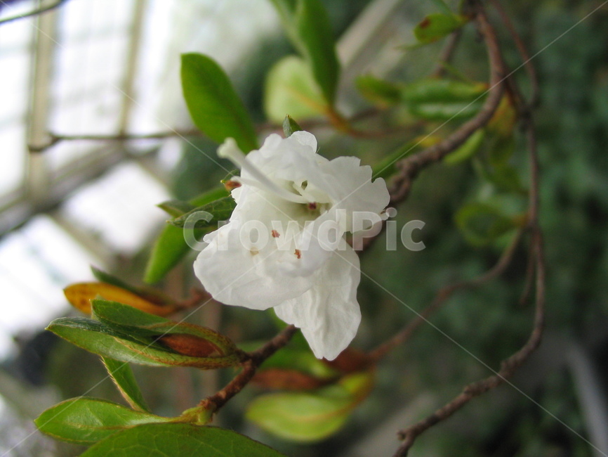 꽃,하얀,흰,꽃송이,식물원,white,tree,leaf,plant,green,nature,leaves,branch,fruit,isolated,spring,fresh,foliage,flower,garden,agriculture,flora,growth,forest,herb,organic,blossom,pine,macro,closeup,closeup,natural,twig,bloom,beauty,blooming,beautiful,petal,season,outdoors,environment,freshness,lush,grass,bouquet