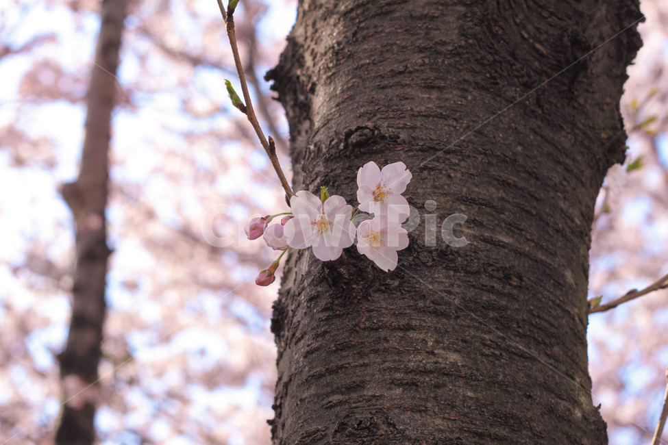 벚꽃,사쿠라,봄꽃,봄,spring,cherryblossom,핑크벚꽃,계절,자영,식물,꽃,감성,blossom,plant