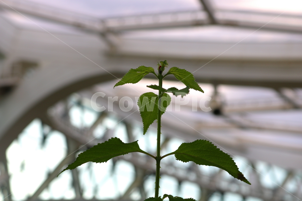 란타나,꽃,란타나꽃,식물,열대식물,란타나카마라,마편초과,자연,식물,자연,plants,nature,꽃,flower