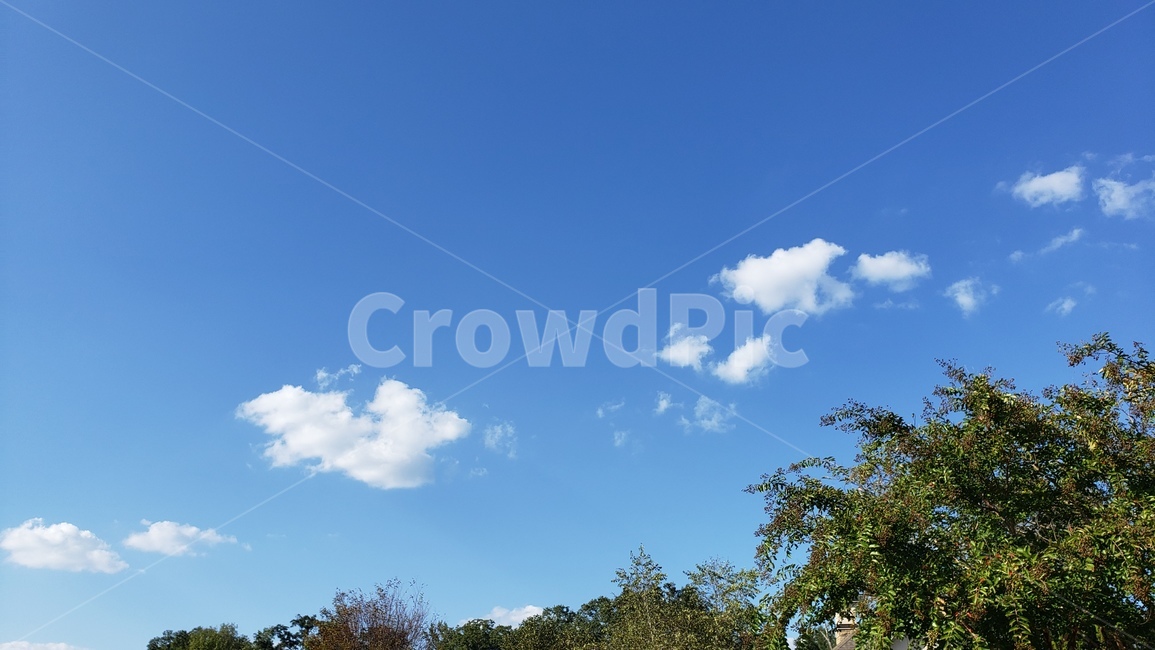 나무,nature,자연,outdoors,옥외,sky,하늘,cloud,구름,weather,날씨,cumulus,적운