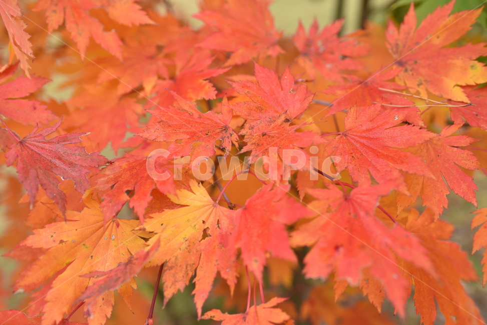 가을,autmun,단풍,가을색,단풍잎,빨강,red,풍경,가을,계절,fall,autumn,season,plant,식물,leaf,잎,tree,나무