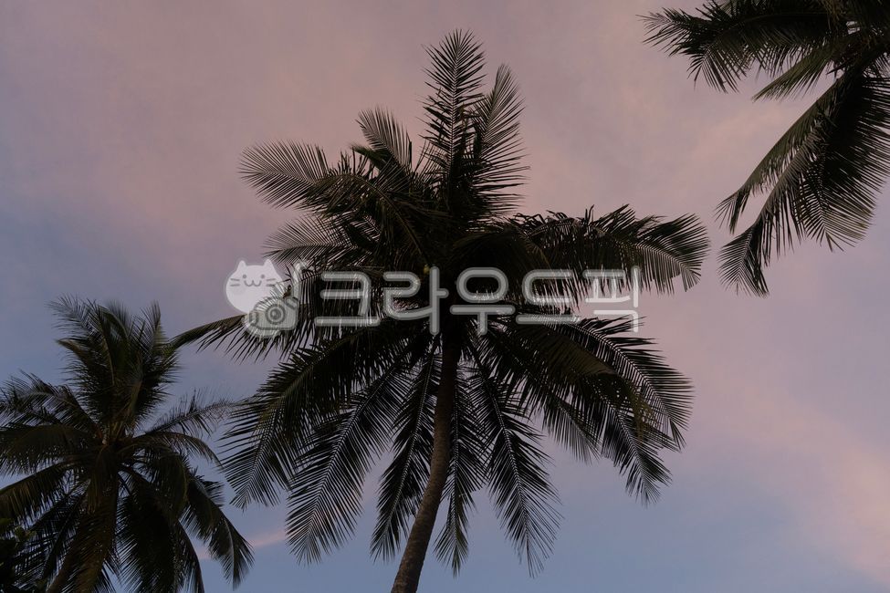 야자수,열대,푸른하늘,초록잎,햇빛,휴양지,자연,여름,야자잎,palmtree,tropical,bluesky,greenleaves,sunlight,vacation,nature,summer,fronds