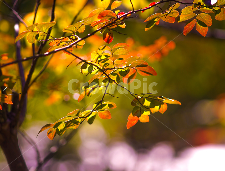 가을,단풍,나무,잎,잎새,자연,풍경,계절,가을,계절,fall,autumn,season,식물,자연,plants,nature,leaf,plant