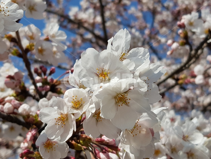 cherryblossom,벚꽃,꽃,blossom,flower,봄,spring,벚꽃나무,식물,plant,pollen