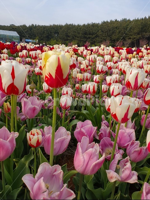 plant,식물,flower,꽃,튤립,식물,자연,plants,nature,꽃,flower