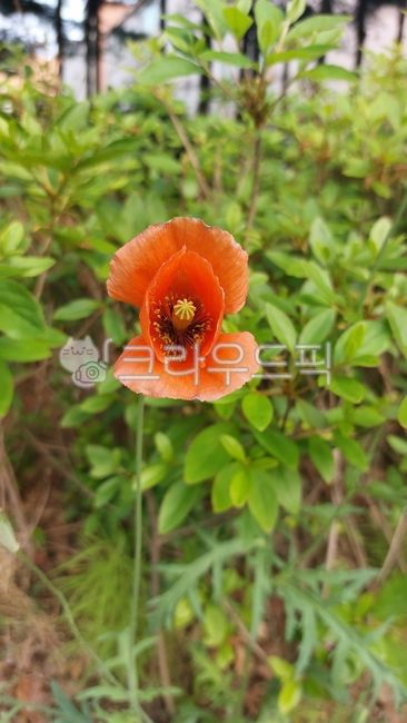 양귀비과,양귀비속,좀양귀비,papaverdubiuml,papaver,flower,꽃,petal,꽃잎,anther,꽃밥,식물,plant