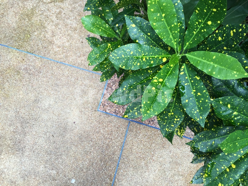 식물,잎,plant,leaf,초록,색감,식물,자연,plants,nature