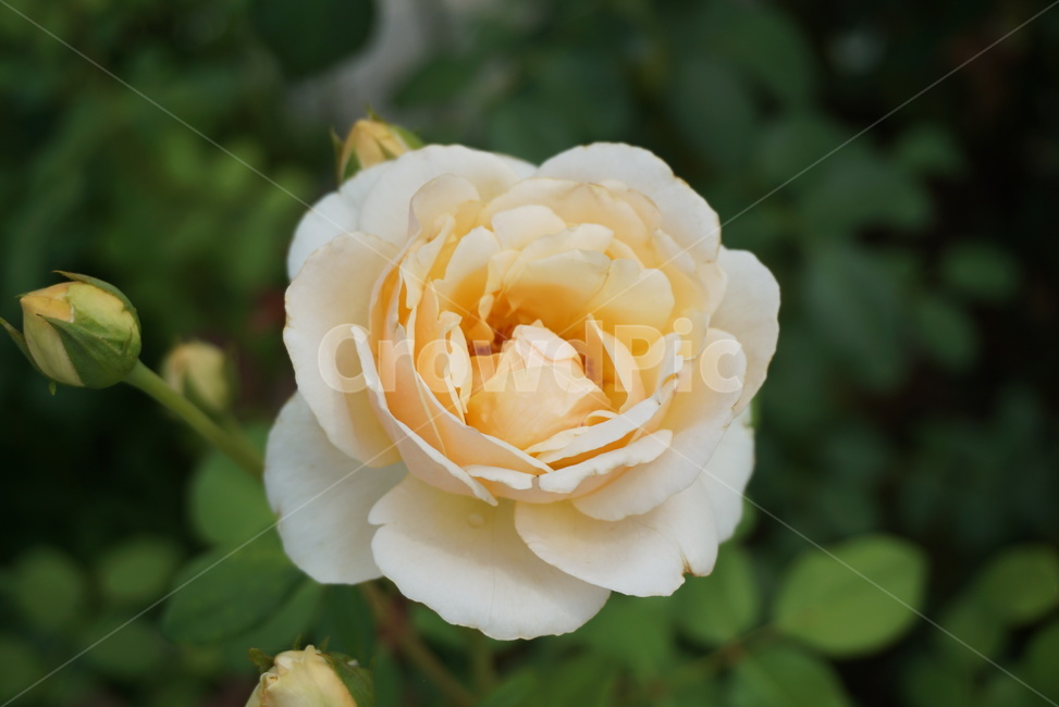 장미꽃,rose,식물,plant,배경,노란색,꽃,flower,식물,자연,plants,nature,꽃,flower