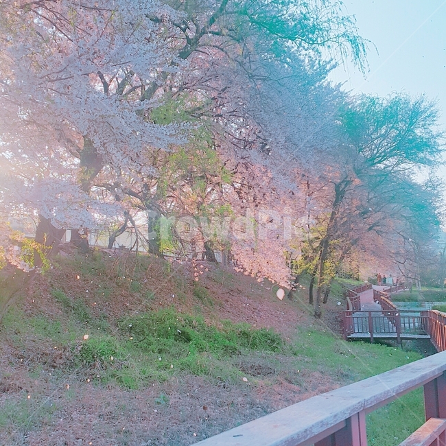벚꽃,봄,꽃,나무,자연,감성,사쿠라,힐링,핑크,봄,계절,spring,season,자연,풍경,nature,landscape,handrail,난간,banister