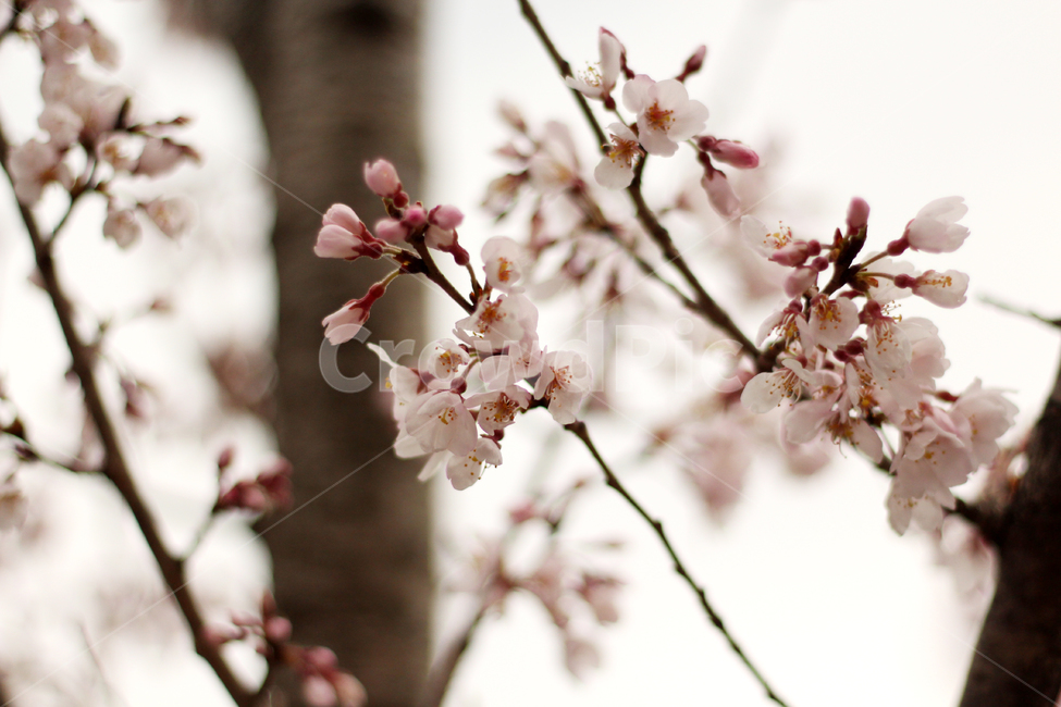벚꽃,사쿠라,cherryblossom,플라워,나무,꽃나무,봄,봄꽃,봄벚꽃,흰벚꽃,plant,식물,flower,꽃,blossom