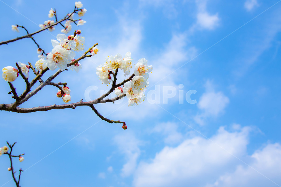 매화,매화꽃,파란하늘,구름,봄,꽃,봄,계절,spring,season,식물,자연,plants,nature,꽃,flower,plant