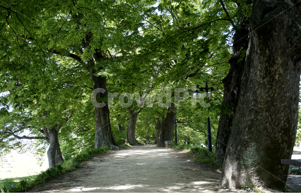 tree,나무,길,도로,고목,자연,풍경,nature,landscape