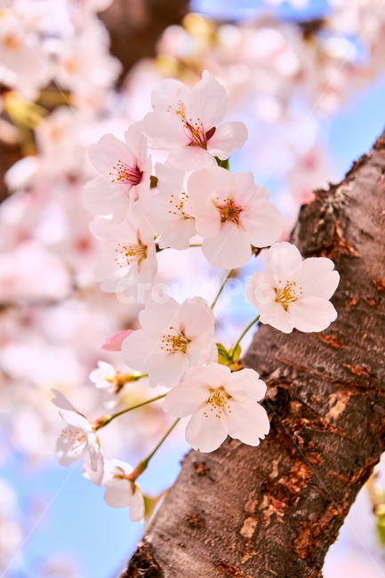 벚꽃,봄,야외,나무,꽃,핑크,분홍,봄,계절,spring,season,식물,자연,plants,nature,꽃,flower,plant