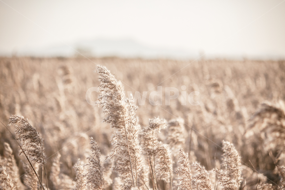 가을,계절,갈대,순천만,자연,풍경,태양,해,햇빛,만,autumn,fall,seasons,reed,suncheonbay,bay,nature,landscape,sun,sunlight,가을,계절,fall,autumn,season,식물,자연,plants,nature,감성,sensible,feeling,휴식,힐링,rest,relaxation,healing,grass,잔디,plant,lawn