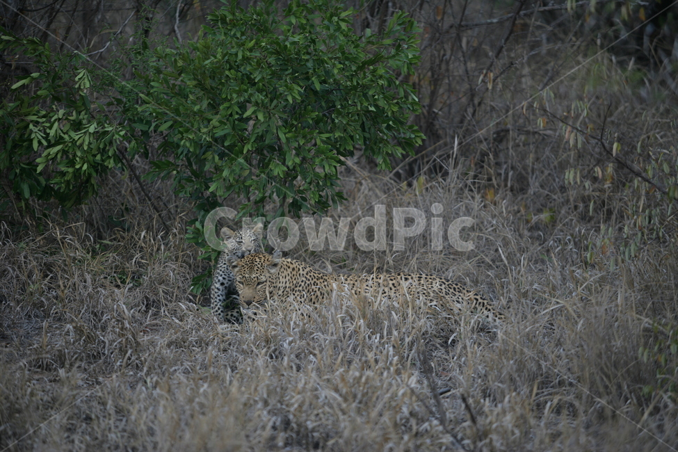 wildlife,야생동물,cheetah,치타,포유류,mammal,동물,animal,사파리,남아프리카공화국,동물,animal,포유류,mammal