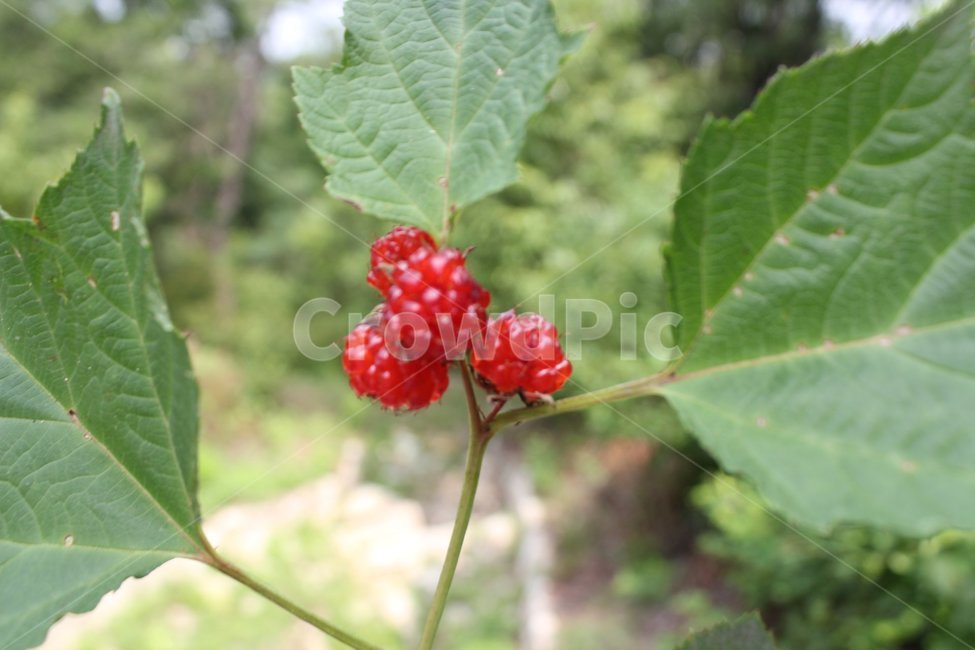 딸기,산딸기,여름,자연,삼성산