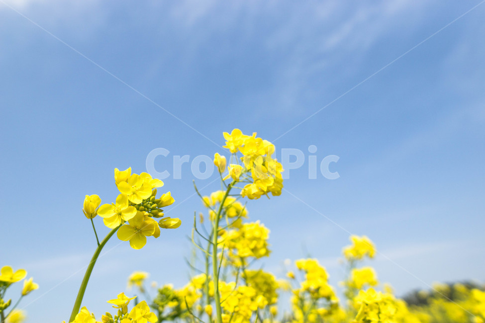 유채꽃,봄,화창함,파랑하늘,유채꽃축제,자연,풍경,nature,landscape,식물,plants,꽃,flower