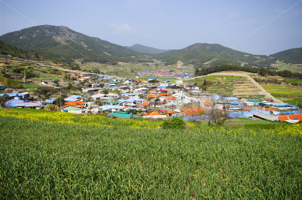 청산도,유채꽃,꽃밭,꽃,flower,계절,봄,spring,하늘,구름,풍경,마을,산,밭,시골,봄,계절,spring,season,시골,마을,풍경,landscape,country,rural,town,nature,자연,outdoors,옥외,경치,scenery