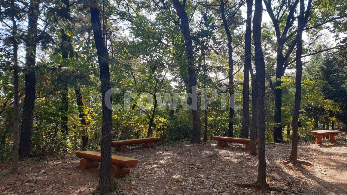 ground,바닥,tree,나무,plant,식물,숲속쉼터,의자,산,자연,풍경,nature,landscape