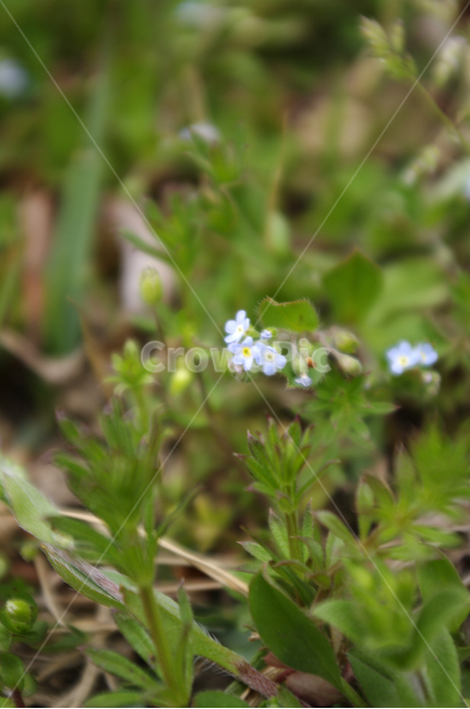 봄,spring,계절,꽃,flower,식물,plant,자연,nature,식물,자연,plants,nature,꽃,flower