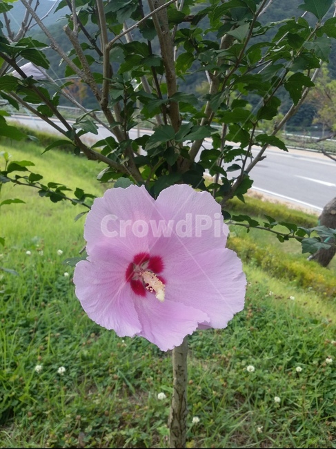 plant,식물,flower,꽃,무궁화,hibiscus,히비스커스,식물,자연,plants,nature,꽃,flower