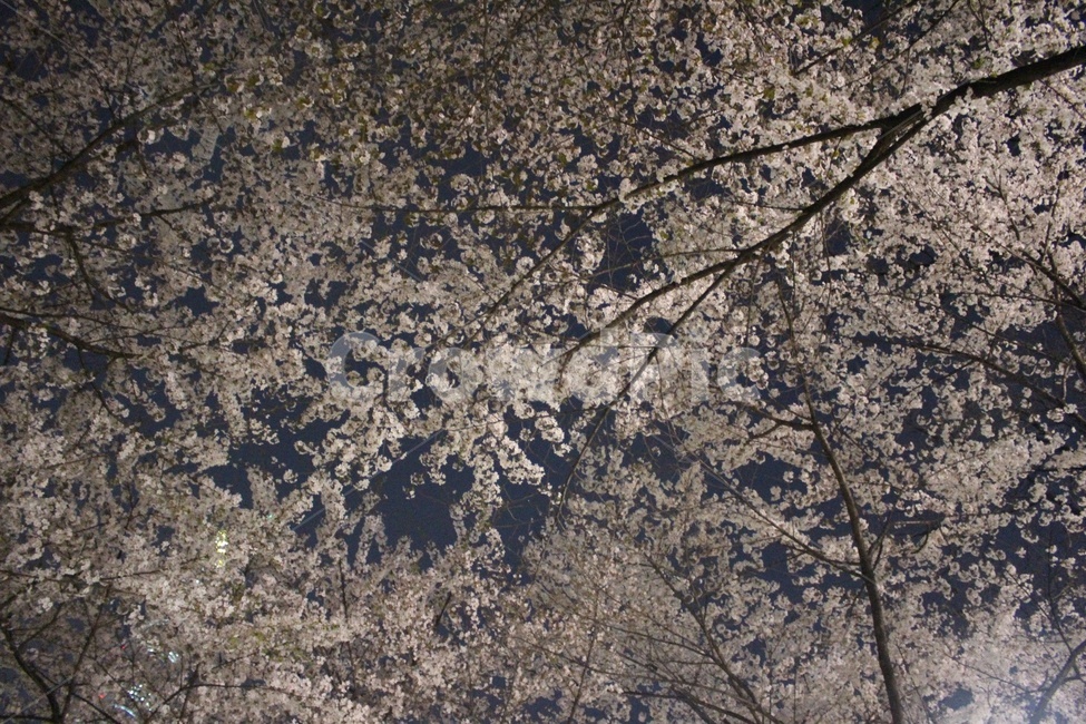 봄,날씨,나무,꽃,벚꽃,하늘,설램,밤,시작,봄,계절,spring,season,야경,밤,풍경,nightscape,night,landscape,plant,식물,flower,blossom