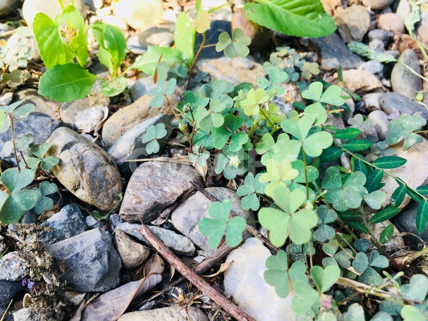 plant,식물,leaf,잎,자갈,돌