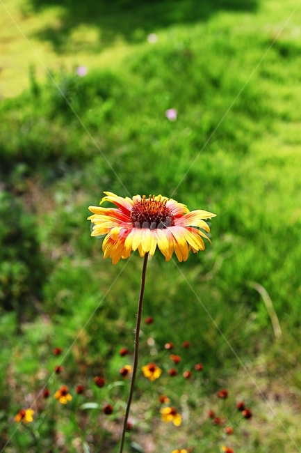 인디언국화,국화,꽃,식물,공원,식물,자연,plants,nature,꽃,flower