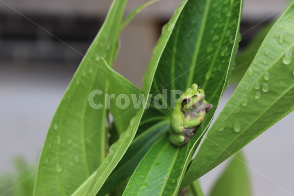 자연,풍경,연못,동물,동식물,연잎,개구리밥,개구리,nature,naturephoto,naturephotography,frog,lotus,lotusleaf,animal,청개구리,파충류,양서류,동물,animal,파충류,양서류,reptile,amphibian