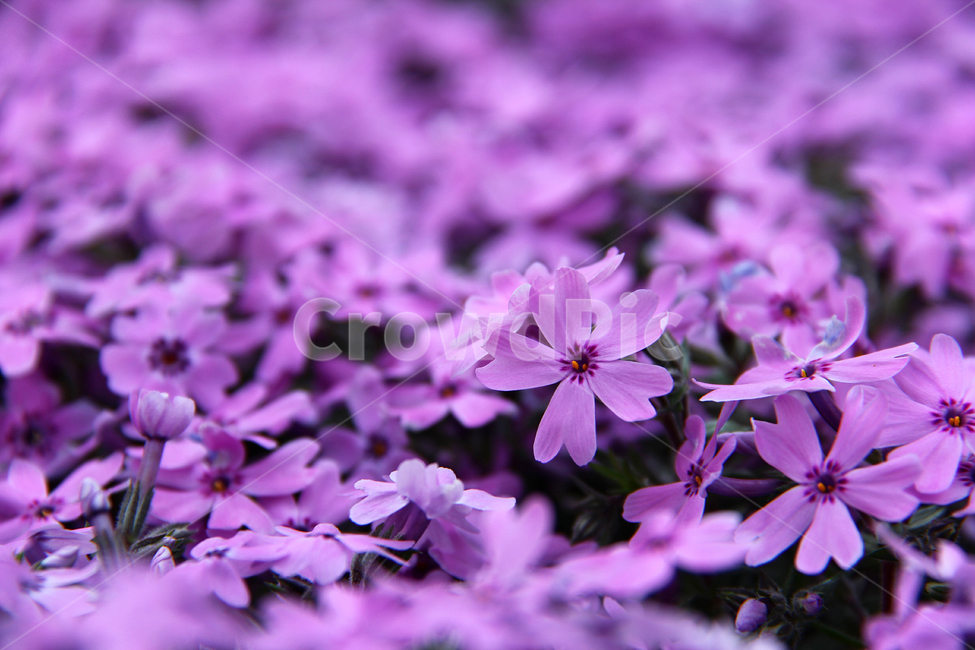 꽃,식물,봄꽃,자연,flowers,식물,자연,plants,nature,꽃,flower