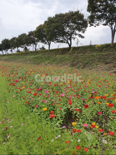 들,식물,자연풍경,백일홍,가을축제,자연,풍경,nature,landscape